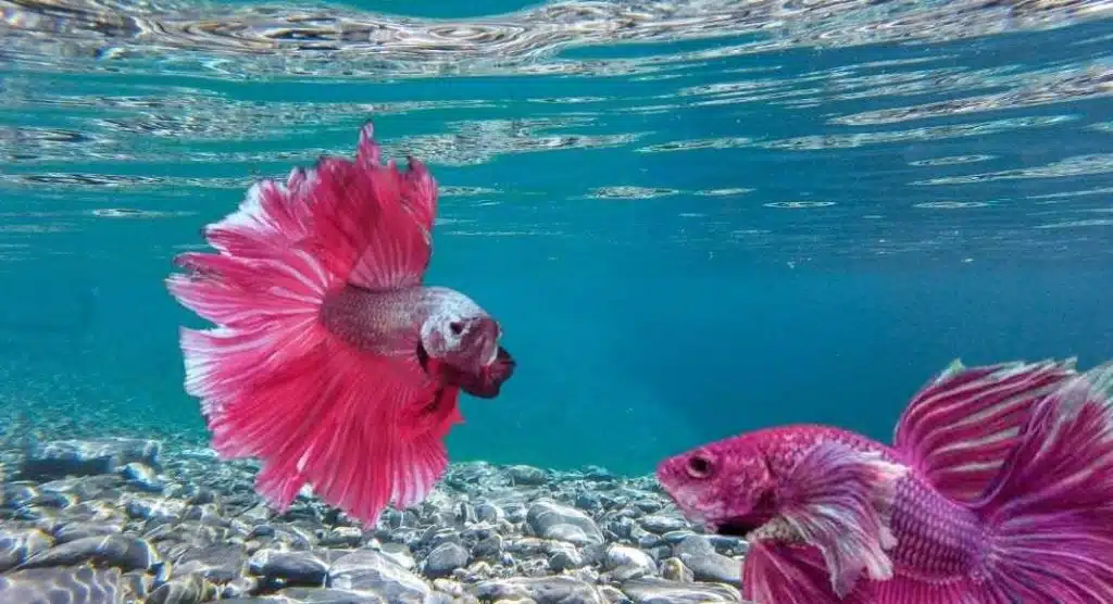 Rare Pink Handfish Found in Australia