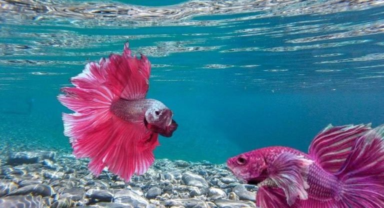 Rare Pink Handfish Found in Australia