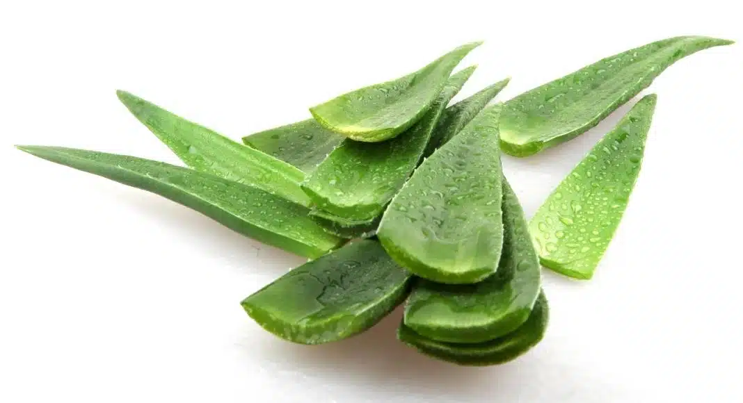 Aloe Vera leaf