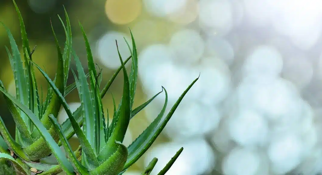 Aloe vera superfoods