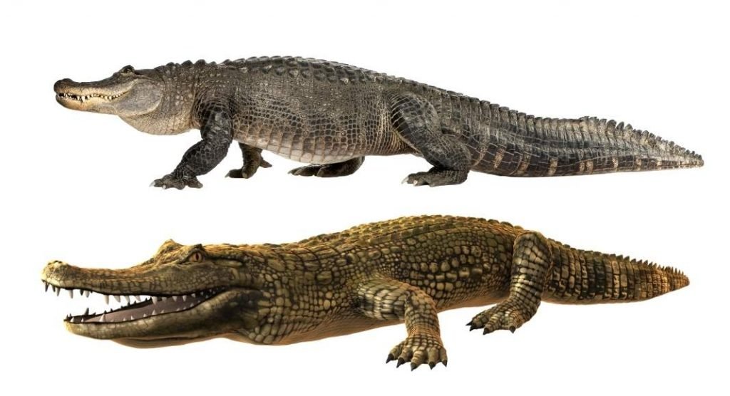 Facts about American Alligators
