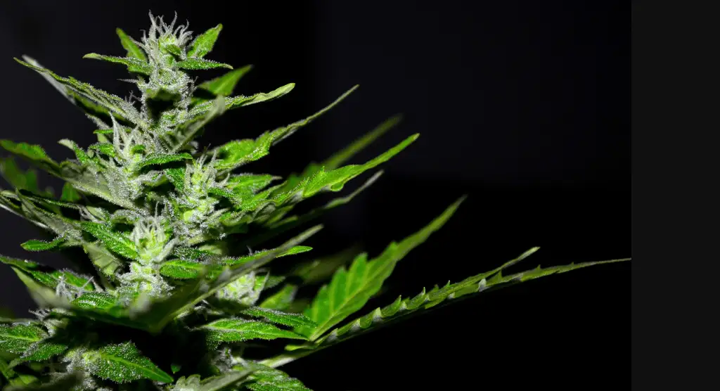 Marijuana Delivery Service