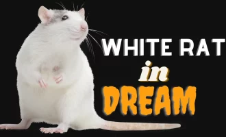 White Rat in Dream