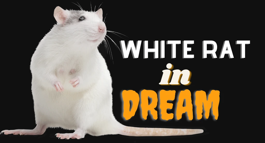 White Rat in Dream