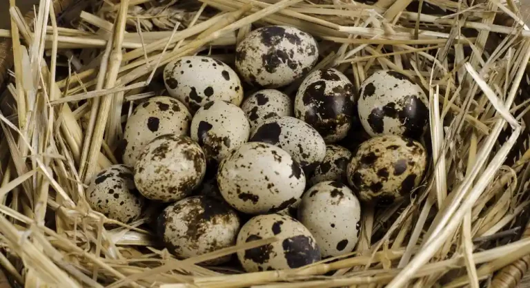 Best Quail Eggs
