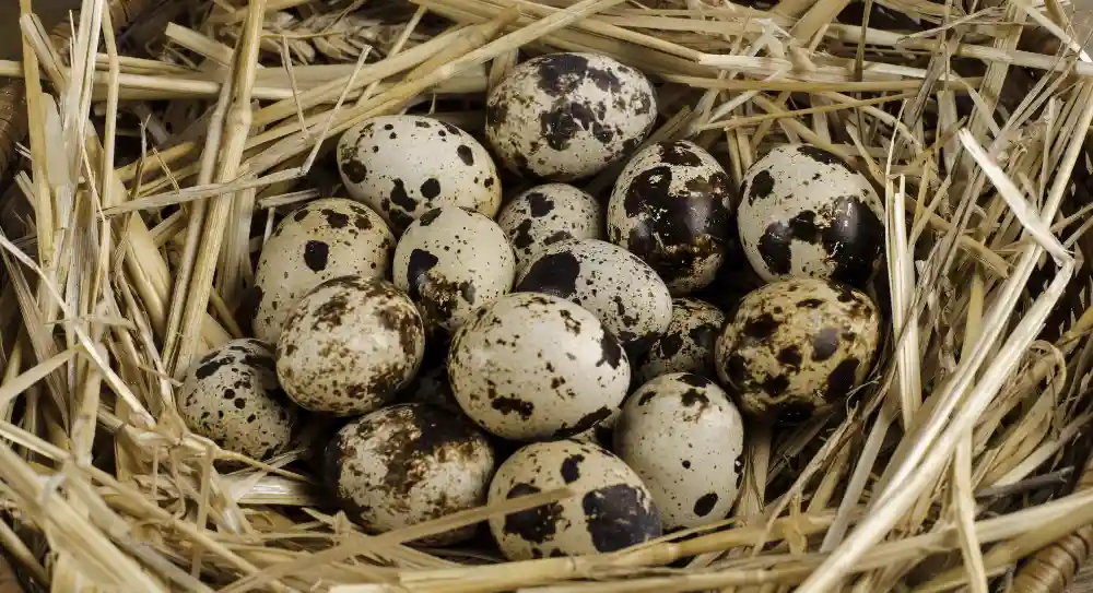 Best Quail Eggs