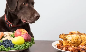 Dog Food