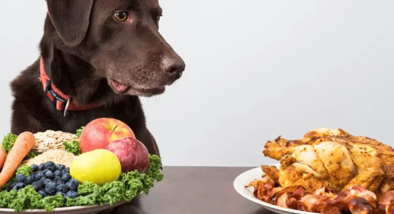 Dog Food