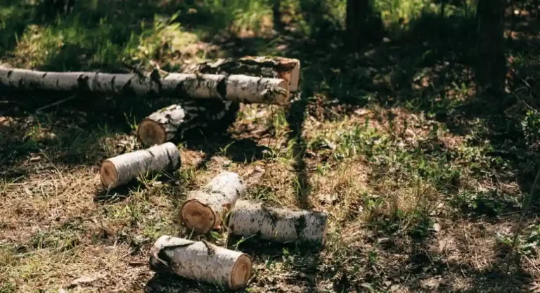 Eco Friendly Woodworking