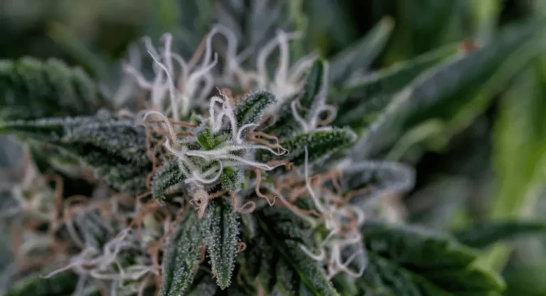 White Widow Strain