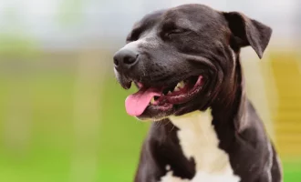 Pitbull's Versatile Skills