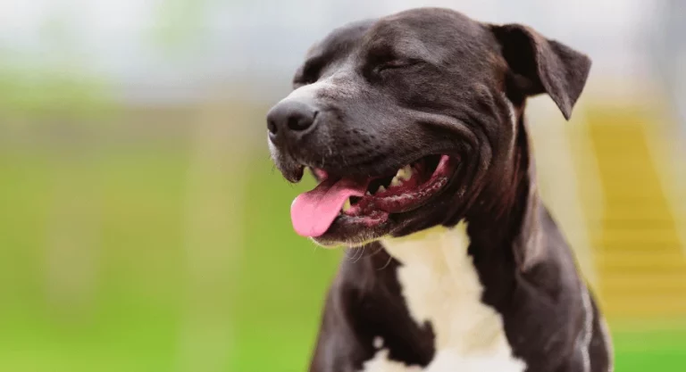 Pitbull's Versatile Skills