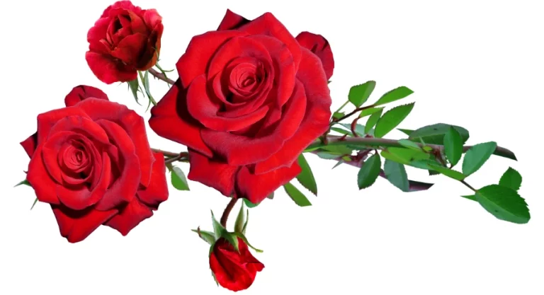 Unifying Symbol of the Rose