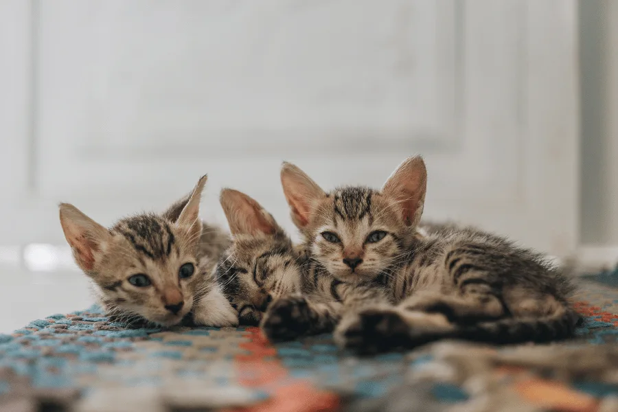 cat environment