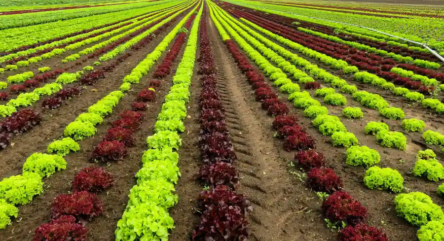 Brazil agriculture