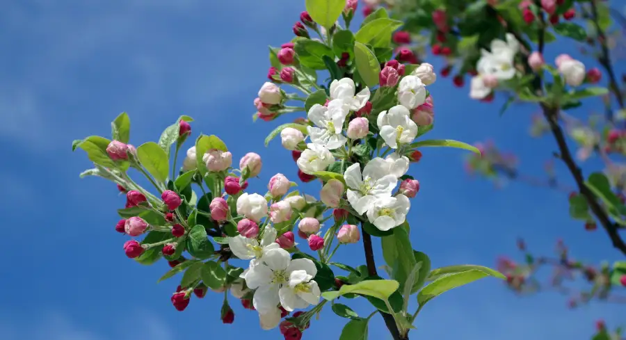 Floral Festival