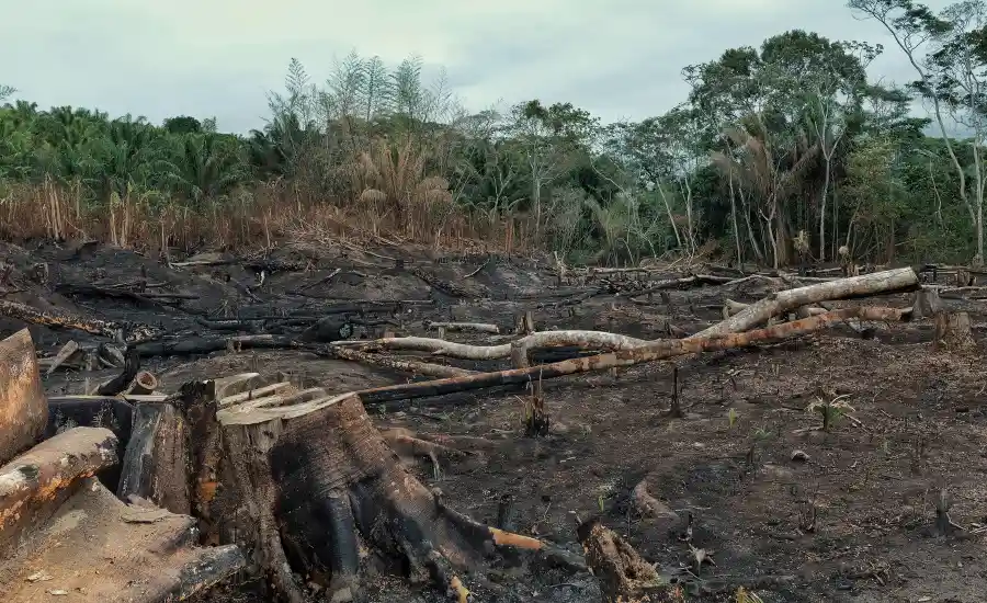 Indonesia deforestation