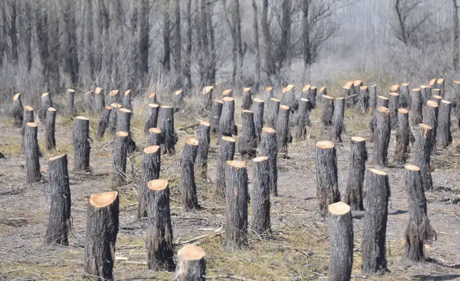 Nepal deforestation