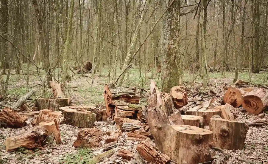 Paraguay deforestation