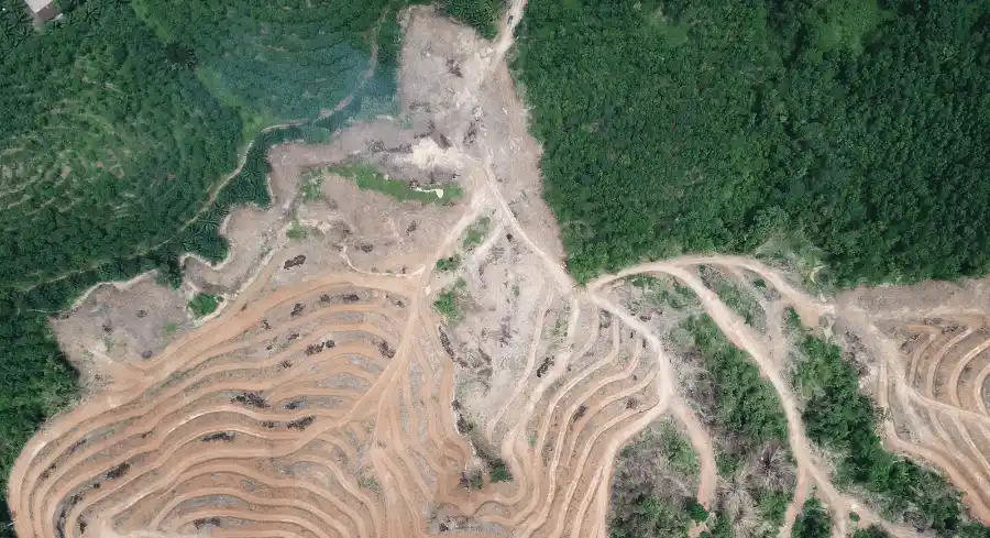 Peru deforestation