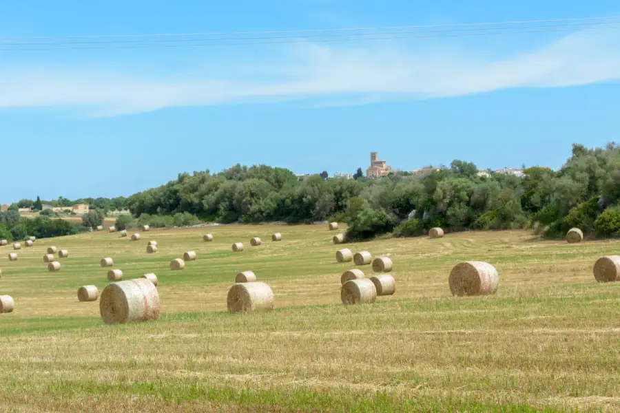 Spain agriculture