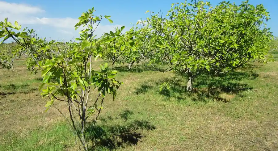 Turkey figs