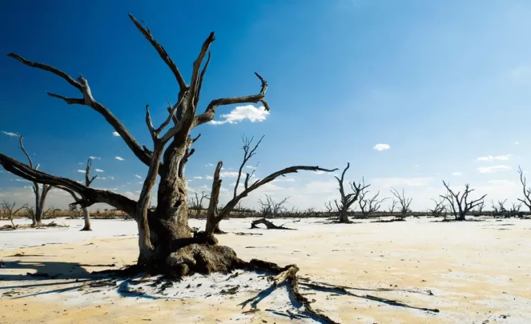 Wildlife climate change