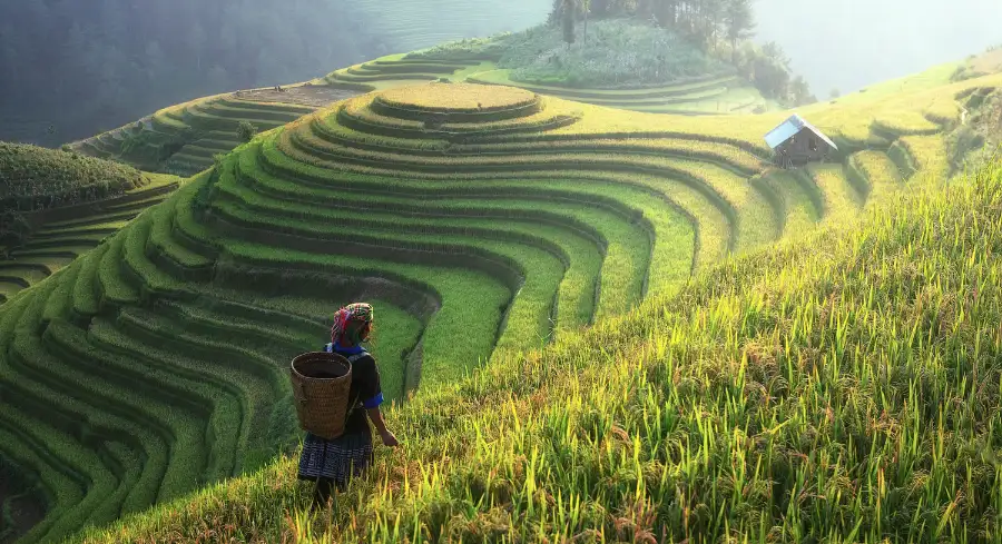 Chinese agriculture