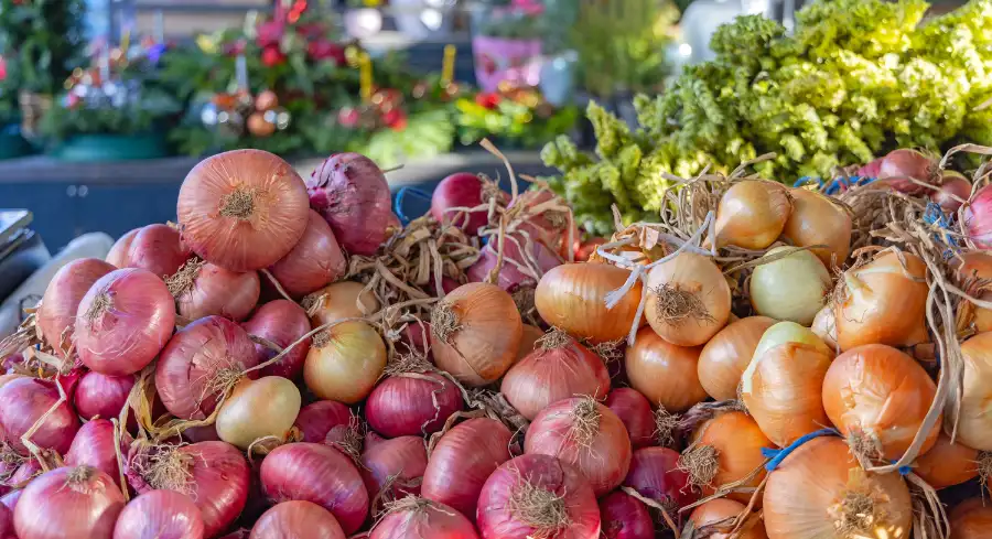 India bans onion exports
