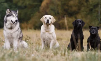 rarest dog breeds