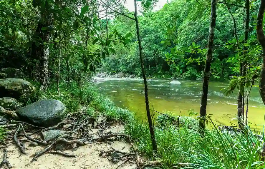 Daintree Rainforest, Australia