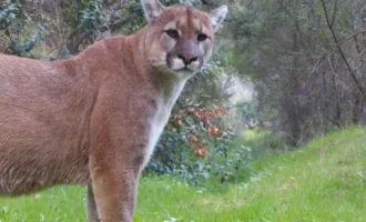mountain lion, Cougar