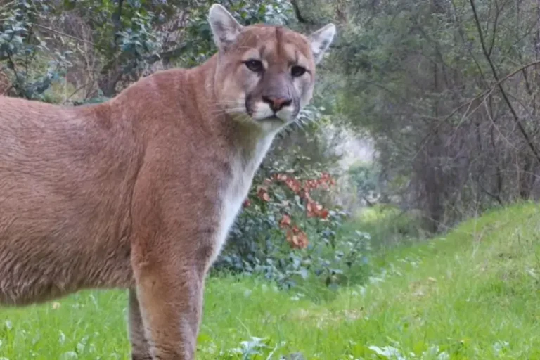 mountain lion, Cougar