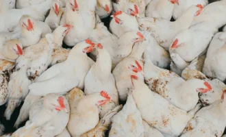 H5N2 bird flu, Bird flu virus, Bird flu virus 2024, Bird flu cats
