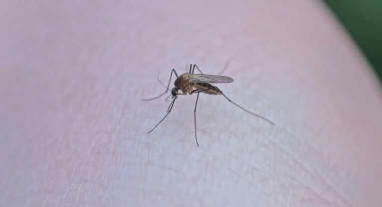 dengue virus florida, jamaica dengue fever outbreak, dengue fever florida, dengue fever vaccine