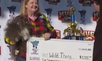 ugliest dog, ugliest dog in the world, world ugliest dog contest, world's ugliest dog, peanut the world's ugliest dog, tuna ugliest dog
