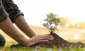 Importance of Planting Trees