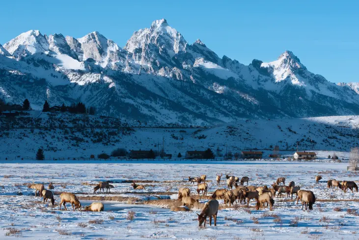 jackson wyoming winter