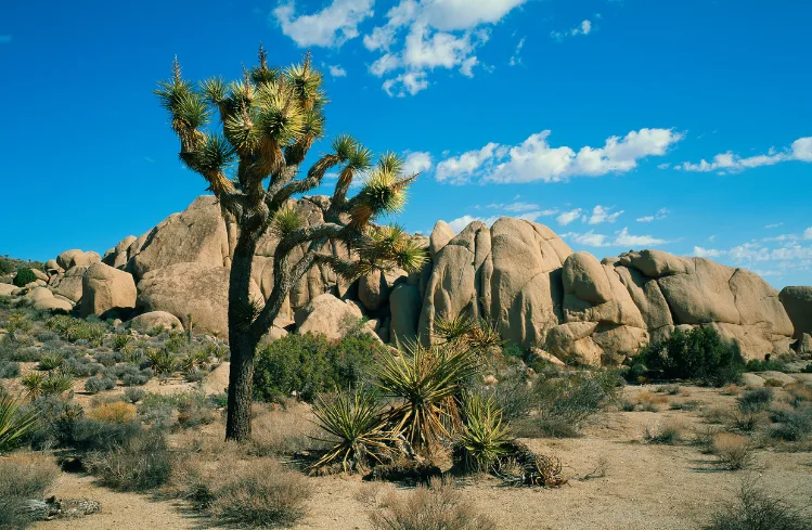Joshua tree and desert plants with rock formations under a blue sky in Joshua Tree National Park, California.