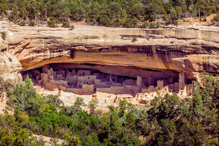 Ancient cliff dwellings built into the canyon walls at Mesa Verde National Park, surrounded by forest.