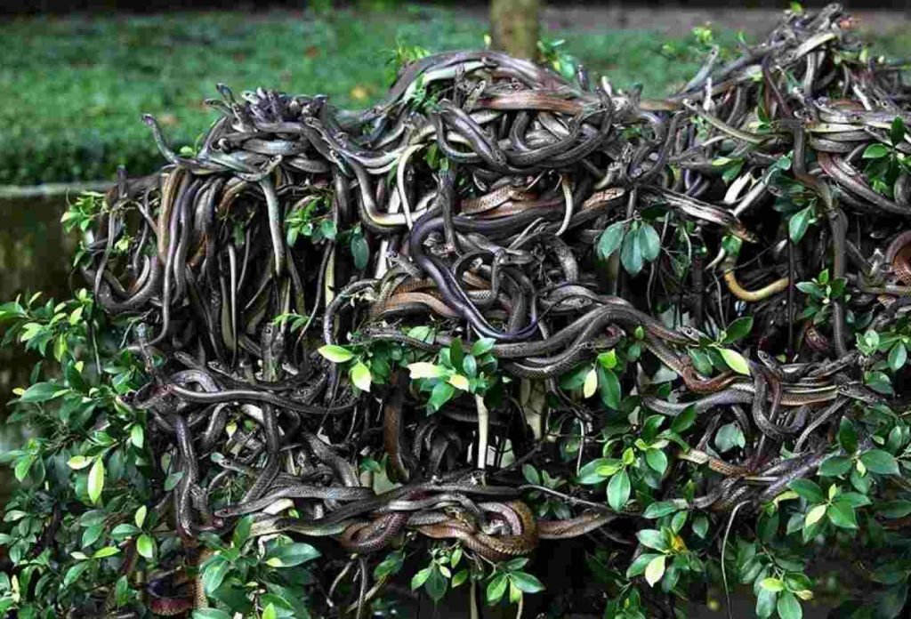 Snake Island in Brazil
