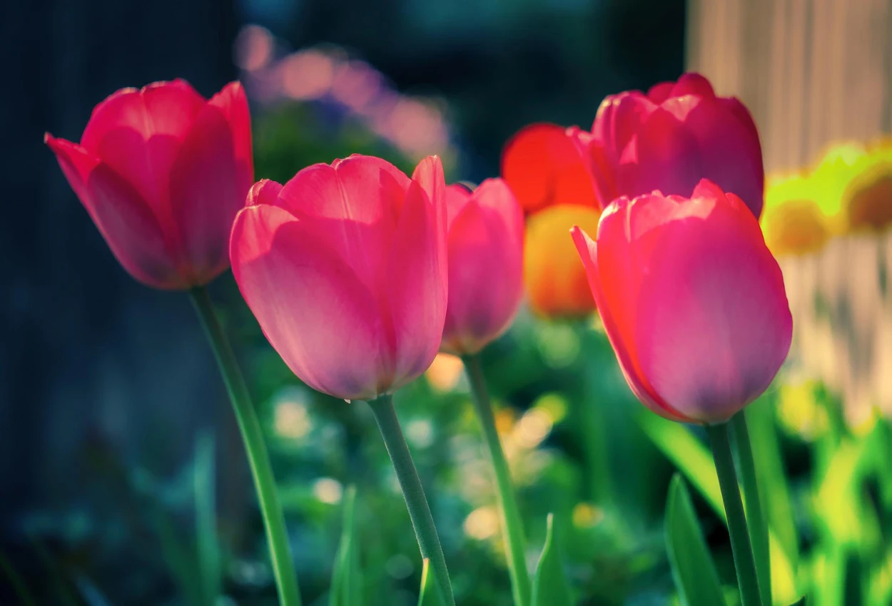 Tulip Flower Tulip Flower