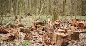 Destruction of Forests